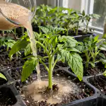 Dlaczego doświadczeni ogrodnicy karmią wiosenne sadzonki zwykłymi drożdżami piekarskimi? dlaczego-doswiadczeni-ogrodnicy-karmia-wiosenne-sadzonki-zwyklymi-drozdzami-piekarskimi.png