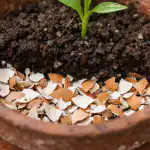 dlaczego-doswiadczeni-ogrodnicy-wybieraja-skorupki-jaj-do-wiosennego-przesadzania-roslin.png