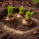 Dlaczego lilie nie kwitną wiosną i jak szybko naprawić ten błąd? dlaczego-lilie-nie-kwitna-wiosna-i-jak-szybko-naprawic-ten.png