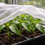 Dlaczego wiosenne promienie niszczą sadzonki papryki i jak ratować młode sadzonki dlaczego-wiosenne-promienie-niszcza-sadzonki-papryki-i-jak-ratowac-mlode.png