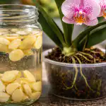 dlaczego-zwykly-czosnek-sprawia-ze-kwitna-nawet-najbardziej-kaprysne-orchidee.png