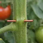 Drut miedziany uchroni uprawy pomidorów przed poważnym wiosennym zagrożeniem drut-miedziany-uchroni-uprawy-pomidorow-przed-powaznym-wiosennym-zagrozeniem.png