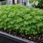 Gęste krzaki kopru na wiosennym balkonie są gwarantowane dzięki tej sprytnej sztuczce geste-krzaki-kopru-na-wiosennym-balkonie-sa-gwarantowane-dzieki-tej.png