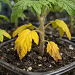 glowny-blad-wiosennego-nawozenia-czyli-dlaczego-sadzonki-pomidorow-zolkna-od.png