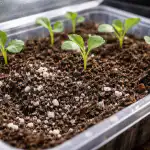 Główny błąd wiosennego siewu, czyli dlaczego sadzonki kapusty umierają bez świeżego powietrza glowny-blad-wiosennego-siewu-czyli-dlaczego-sadzonki-kapusty-umieraja-bez.png