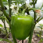 jak-sprawic-by-papryka-owocowala-wiosna-i-zapomniec-o-pustych.png