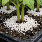 jak-uchronic-sadzonki-pomidorow-przed-czarna-nozka-na-wiosne-za.png