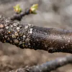 Jak upewnić się, że drzewa są wolne od korników wczesną wiosną? jak-upewnic-sie-ze-drzewa-sa-wolne-od-kornikow-wczesna.png