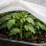 jak-uratowac-blade-sadzonki-pomidorow-przed-wiosennymi-upalami-w-kilka.png