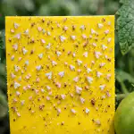 Mączlik na pomidorach poddaje się tej nieoczekiwanej wiosennej metodzie. maczlik-na-pomidorach-poddaje-sie-tej-nieoczekiwanej-wiosennej-metodzie.png