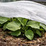 ochrona-sadzonek-baklazana-przed-wiosennym-sloncem-bez-strat.png