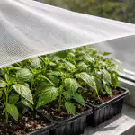 ochrona-sadzonek-papryki-przed-wiosennym-sloncem-za-pomoca-prostego-filtra.png
