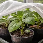 Prosta metoda ochrony sadzonek bakłażana przed wiosennym słońcem prosta-metoda-ochrony-sadzonek-baklazana-przed-wiosennym-sloncem.png