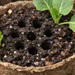 Ratowanie sadzonek kapusty przed uschnięciem z powodu braku powietrza na wiosnę ratowanie-sadzonek-kapusty-przed-uschnieciem-z-powodu-braku-powietrza-na.png