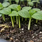 ratowanie-sadzonek-ogorka-przed-zolknieciem-i-opadaniem-w-ciagu-jednego.png