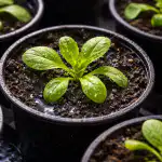 Ratowanie sadzonek petunii przed obumarciem po zerwaniu w jeden dzień ratowanie-sadzonek-petunii-przed-obumarciem-po-zerwaniu-w-jeden-dzien.png