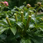 Sekret przycinania piwonii po kwitnieniu w celu uzyskania bujnych pąków w przyszłym roku sekret-przycinania-piwonii-po-kwitnieniu-w-celu-uzyskania-bujnych-pakow.png