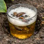 Sekret ratowania upraw przed ślimakami kryje się w zwykłej szklance do piwa sekret-ratowania-upraw-przed-slimakami-kryje-sie-w-zwyklej-szklance.png