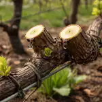 Sekret wiosennego przycinania winogron w celu uzyskania bezprecedensowo wczesnych zbiorów sekret-wiosennego-przycinania-winogron-w-celu-uzyskania-bezprecedensowo-wczesnych-zbiorow.png