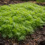 sekretna-metoda-sadzenia-kopru-w-celu-uzyskania-gestego-dywanu-zieleni.png