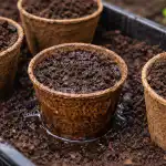 sekretna-metoda-stosowania-doniczek-torfowych-wiosna-w-celu-ochrony-korzeni.png