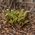 Sekretne znaczenie wiosennego cięcia powojników, czyli jak sprawić, by liana zakwitła w wodospadach sekretne-znaczenie-wiosennego-ciecia-powojnikow-czyli-jak-sprawic-by-liana.png