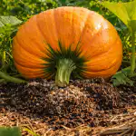 Ta nieoczywista wiosenna sztuczka sprawi, że dynia urośnie do gigantycznych rozmiarów ta-nieoczywista-wiosenna-sztuczka-sprawi-ze-dynia-urosnie-do-gigantycznych.png