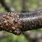 Ta wiosenna sztuczka trwale oczyści drzewa z owsików ta-wiosenna-sztuczka-trwale-oczysci-drzewa-z-owsikow.png