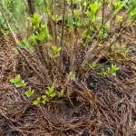 Ukryte korzyści z opadania drzew iglastych dla wiosennego przebudzenia krzewów ogrodowych ukryte-korzysci-z-opadania-drzew-iglastych-dla-wiosennego-przebudzenia-krzewow.png